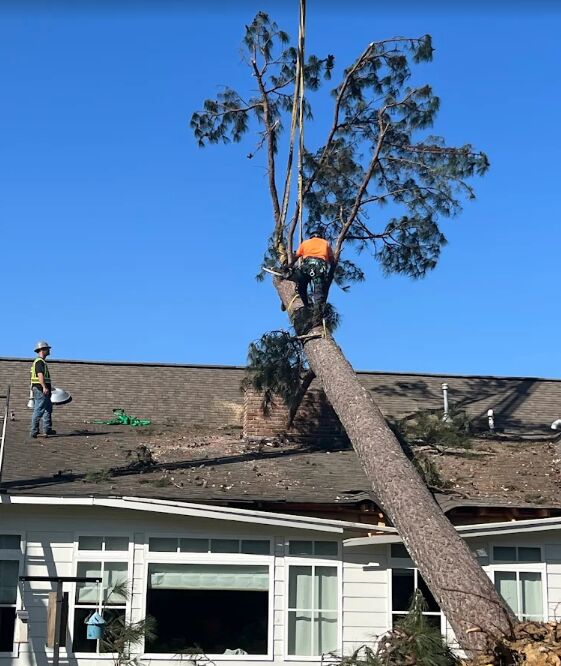 Climber cutting a pine that fell onto a house roof